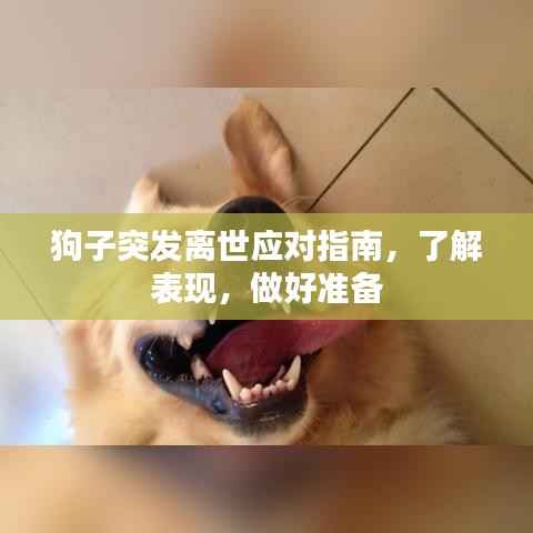 狗子突发离世应对指南,了解表现,做好准备